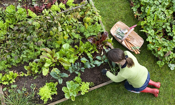 veggie-garden-landscaping